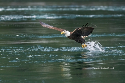 Bald-Eagle;British-Columbia;Canada;Eagle;Flying-Bird;Haliaeetus-leucocephalus;Ph